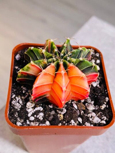 Gymnocalycium mihanovichii hybrid f. variegata