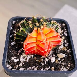 Gymnocalycium mihanovichii hybrid f. variegata
