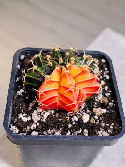 Gymnocalycium mihanovichii hybrid f. variegata