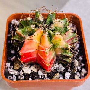 Gymnocalycium mihanovichii hybrid f. variegata