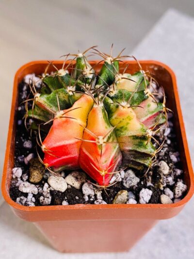 Gymnocalycium mihanovichii hybrid f. variegata