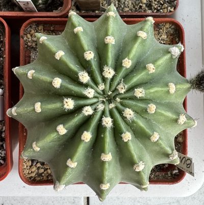 Echinopsis BUM 53 - Зображення 4