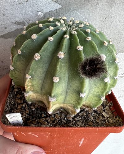 Echinopsis BUM 53 - Зображення 7