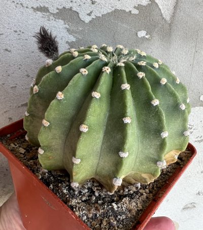 Echinopsis BUM 53 - Зображення 6