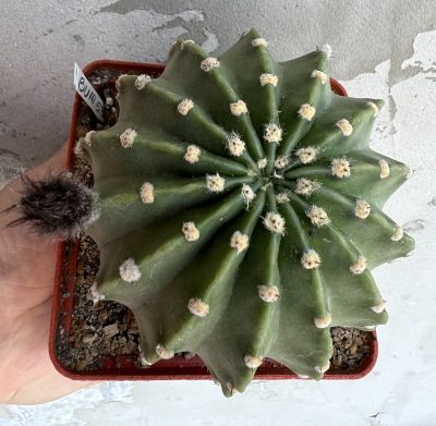 Echinopsis BUM 53 - Зображення 8