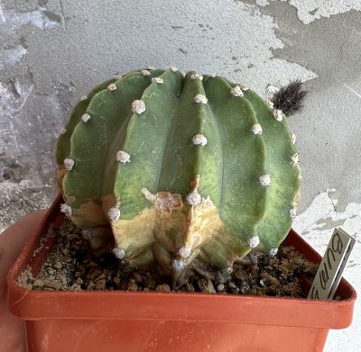 Echinopsis BUM 53 - Зображення 5
