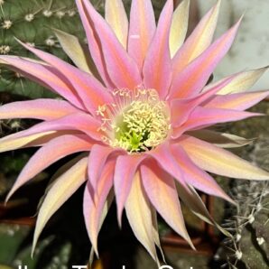 діточка Echinopsis Ika - Tender Octopus (власний гібрид), d = 2,6 см, квітка 11см