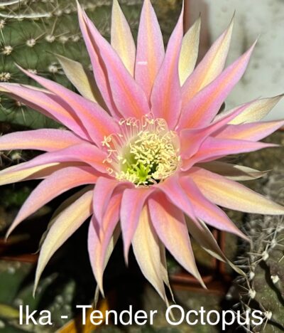 діточка Echinopsis Ika - Tender Octopus (власний гібрид), d = 2,6 см, квітка 11см