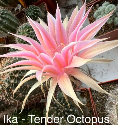 діточка Echinopsis Ika - Tender Octopus (власний гібрид), d = 2,6 см, квітка 11см - Зображення 2