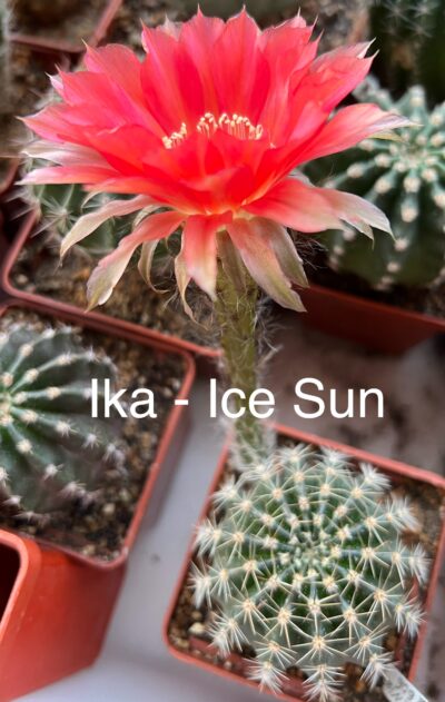 Echinopsis Ika - Ice Sun (власний гібрид), квітка 8см - Зображення 3