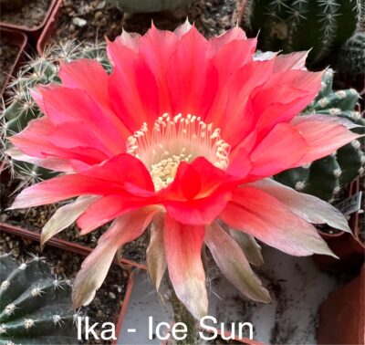 Echinopsis Ika - Ice Sun (власний гібрид), квітка 8см - Зображення 2
