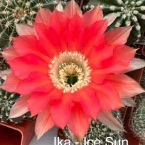 Echinopsis Ika - Ice Sun (власний гібрид), квітка 8см