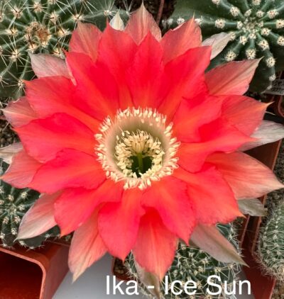 Echinopsis Ika - Ice Sun (власний гібрид), квітка 8см