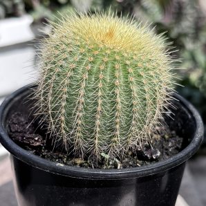 notocactus leninghausii