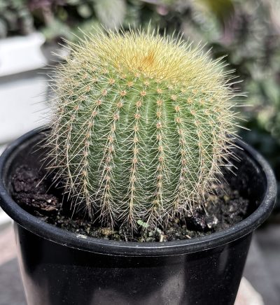 notocactus leninghausii