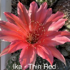 Echinopsis Ika - Thin Red (власний гібрид) | 30