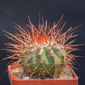 Melocactus neglectus diamantinensis HU174. З насіння від Mesa Garden (981.42)