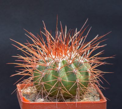 Melocactus neglectus diamantinensis HU174. З насіння від Mesa Garden (981.42)