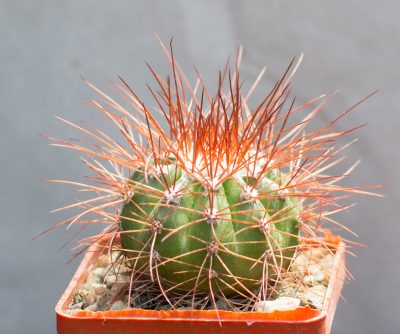 Melocactus neglectus diamantinensis HU174. З насіння від Mesa Garden (981.42) - Зображення 2