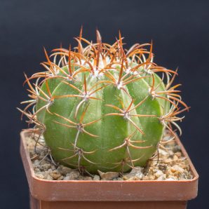Melocactus matanzanus. З насіння від Koehres(2127)