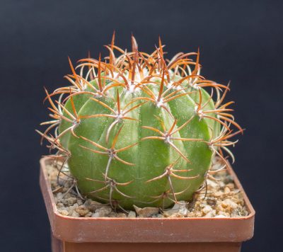 Melocactus matanzanus. З насіння від Koehres(2127)