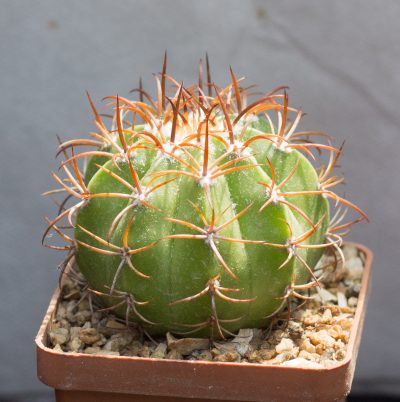 Melocactus matanzanus. З насіння від Koehres(2127) - Зображення 2