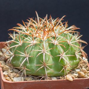 Melocactus disciformis HU132 Bahia, small round stem. З насіння від Mesa Garden (974.81)