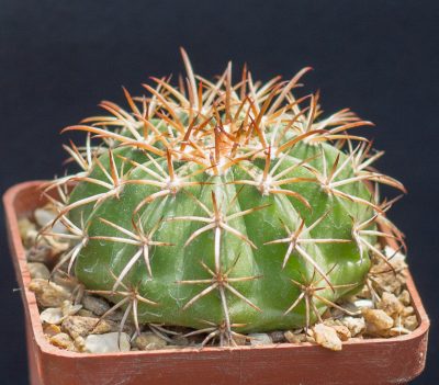 Melocactus disciformis HU132 Bahia, small round stem. З насіння від Mesa Garden (974.81)