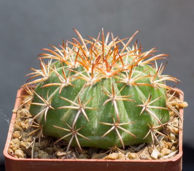 Melocactus disciformis HU132 Bahia, small round stem. З насіння від Mesa Garden (974.81) - Зображення 2