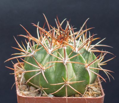 Melocactus peruvianus. З насіння від Mesa Garden (983.4) - Зображення 2