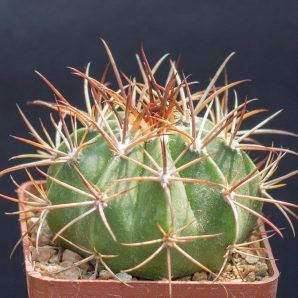 Melocactus peruvianus. З насіння від Mesa Garden (983.4)