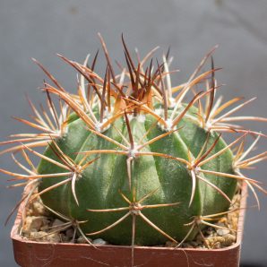Melocactus peruvianus. З насіння від Mesa Garden (983.4)