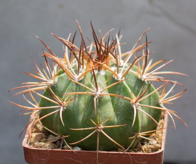 Melocactus peruvianus. З насіння від Mesa Garden (983.4)