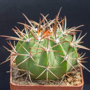Melocactus salvadorensis RHS606 Jequie, Bahia, stem to 12 cm, red cephalium. З насіння від Mesa Garden (984)