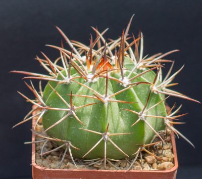 Melocactus salvadorensis RHS606 Jequie, Bahia, stem to 12 cm, red cephalium. З насіння від Mesa Garden (984)