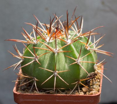 Melocactus salvadorensis RHS606 Jequie, Bahia, stem to 12 cm, red cephalium. З насіння від Mesa Garden (984) - Зображення 2