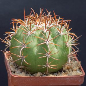Melocactus macrodiscus, low very thick stem. З насіння від Mesa Garden (978.5)