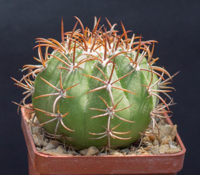 Melocactus macrodiscus, low very thick stem. З насіння від Mesa Garden (978.5)
