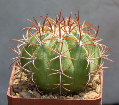 Melocactus macrodiscus, low very thick stem. З насіння від Mesa Garden (978.5) - Зображення 2