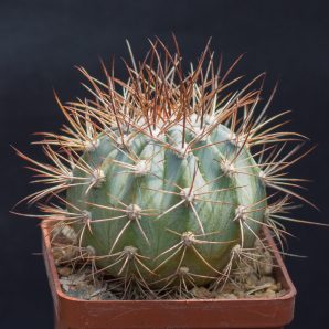 Melocactus azureus HU256. З насіння від Koehres(1132)