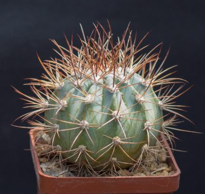 Melocactus azureus HU256. З насіння від Koehres(1132)