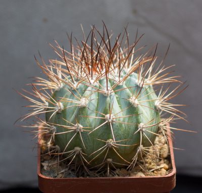 Melocactus azureus HU256. З насіння від Koehres(1132) - Зображення 2