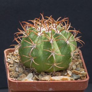 Melocactus matanzanus Matanzas, Cuba, miniature. З насіння від Mesa Garden (979.1)