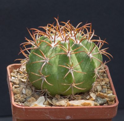 Melocactus matanzanus Matanzas, Cuba, miniature. З насіння від Mesa Garden (979.1)