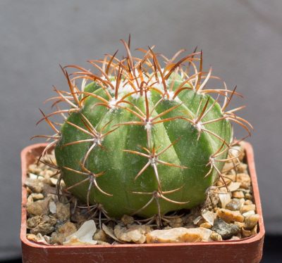 Melocactus matanzanus Matanzas, Cuba, miniature. З насіння від Mesa Garden (979.1) - Зображення 2