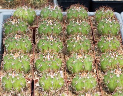 Melocactus matanzanus. З насіння від Koehres(2127) - Зображення 3