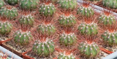Melocactus neglectus diamantinensis HU174. З насіння від Mesa Garden (981.42) - Зображення 3