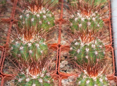 Melocactus neglectus diamantinensis HU174. З насіння від Mesa Garden (981.42) - Зображення 4