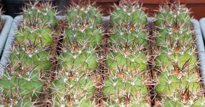 Melocactus salvadorensis RHS606 Jequie, Bahia, stem to 12 cm, red cephalium. З насіння від Mesa Garden (984) - Зображення 3