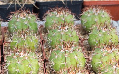 Melocactus macrodiscus, low very thick stem. З насіння від Mesa Garden (978.5) - Зображення 3